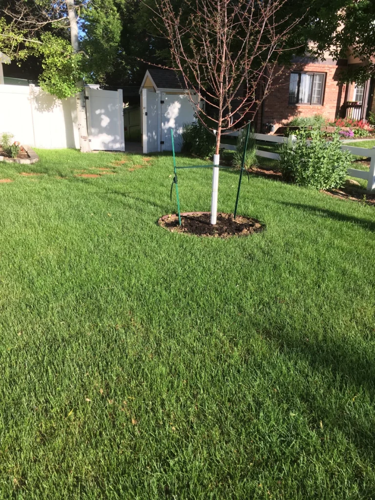 drought-tolerant grass