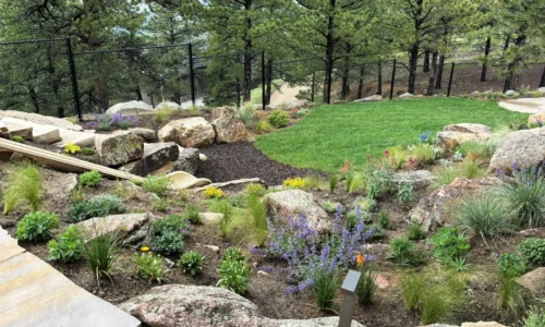 boulder low maintenance landscaping